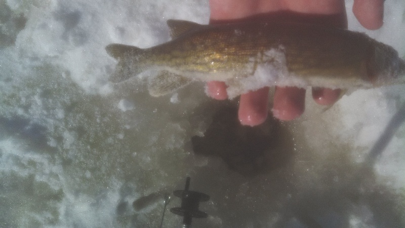 Pickerel 1