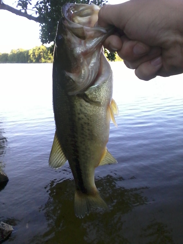 Largemouth